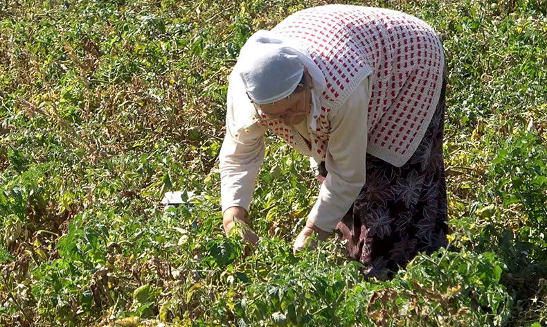 Tarlasında kalan mahsulleri bedavadan dağıttı