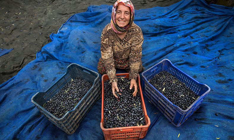 Zeytin hasadı için geri sayım başladı
