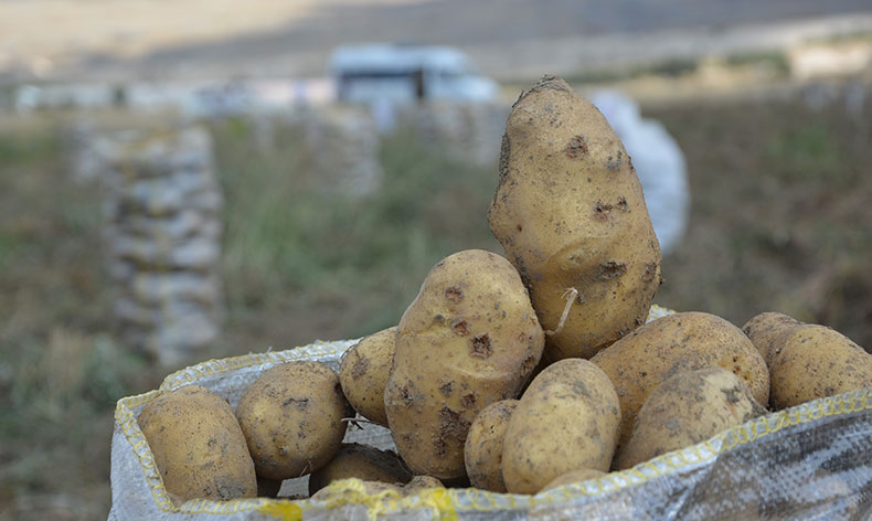 Yaylada patates hasadı sona erdi