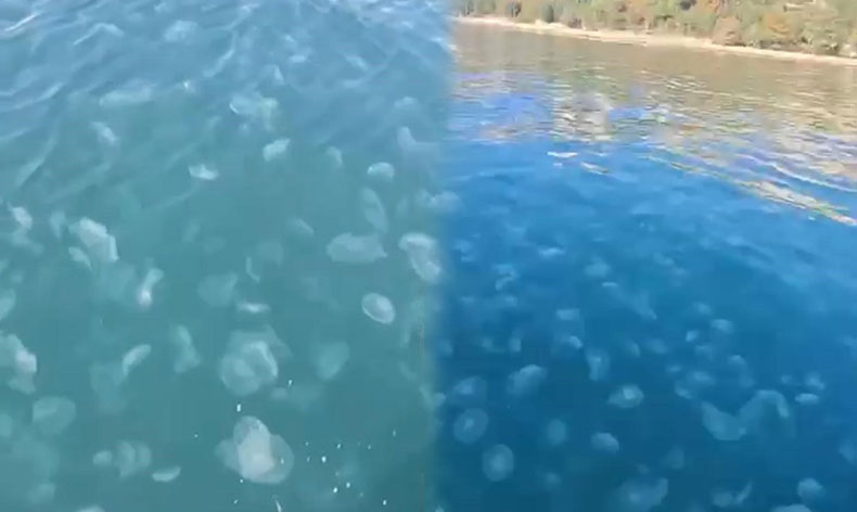 Marmara’nın güney kıyılarını denizanası istila etti