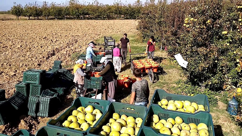 Bursa’da deveci armudu yüzleri güldürdü