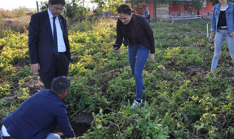 Erzurum’da mor patates ekilecek