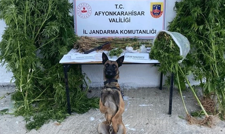Kenevir hasadı yaparken suçüstü yapıldı