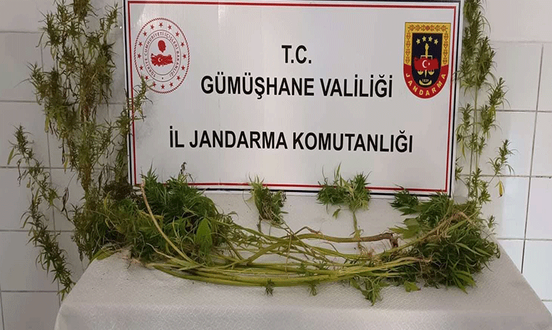 Kaçak kazı ve kenevir operasyonu