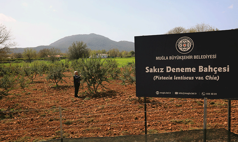 “Sakız deneme bahçesi”