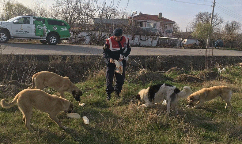 Jandarma sokak hayvanlarını besledi