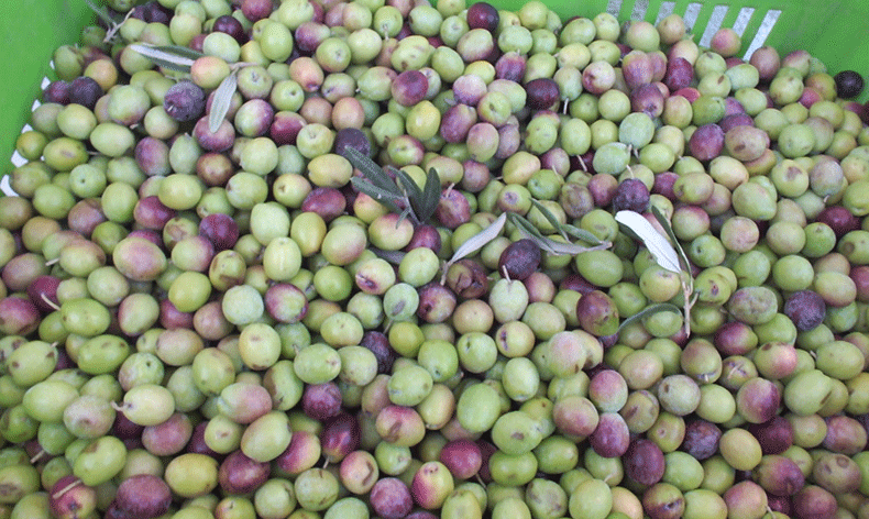 Yeşil zeytin alımı başladı