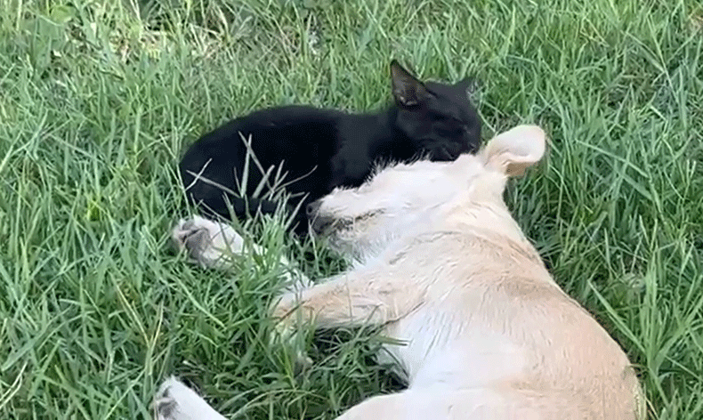 Kedi ve köpeğin dostluğuna tanıklık ettiler
