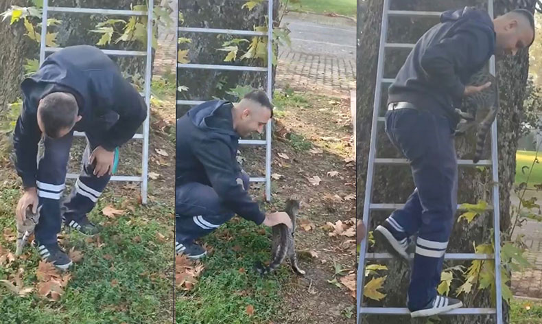 Mahsur kalan kediyi belediye ekipleri kurtardı