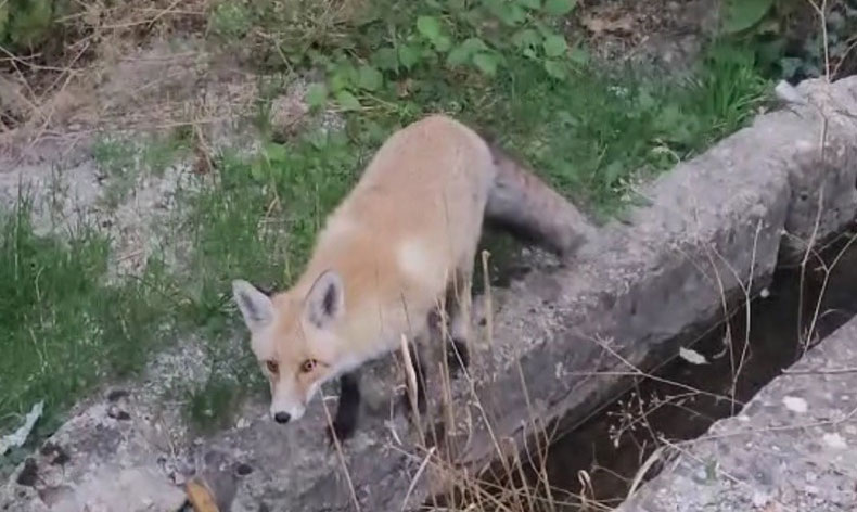 Tilki ilçeyi mesken tuttu