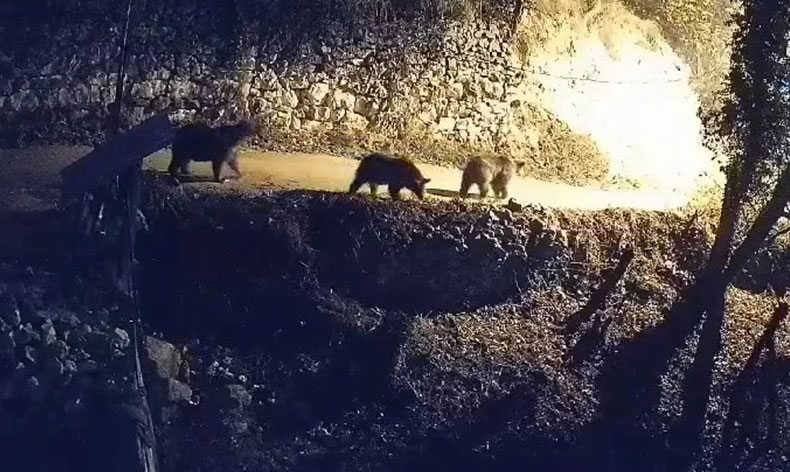 Ayılar ve kurtlar köye indi