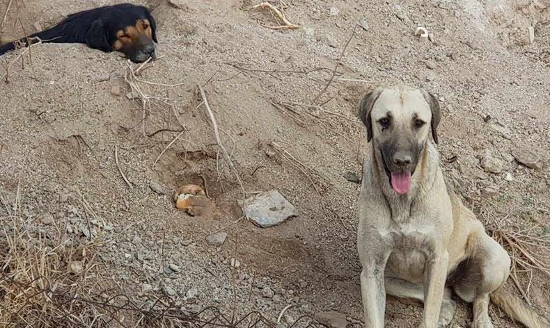 3 köpeği kamyonete bindirip götürdüler