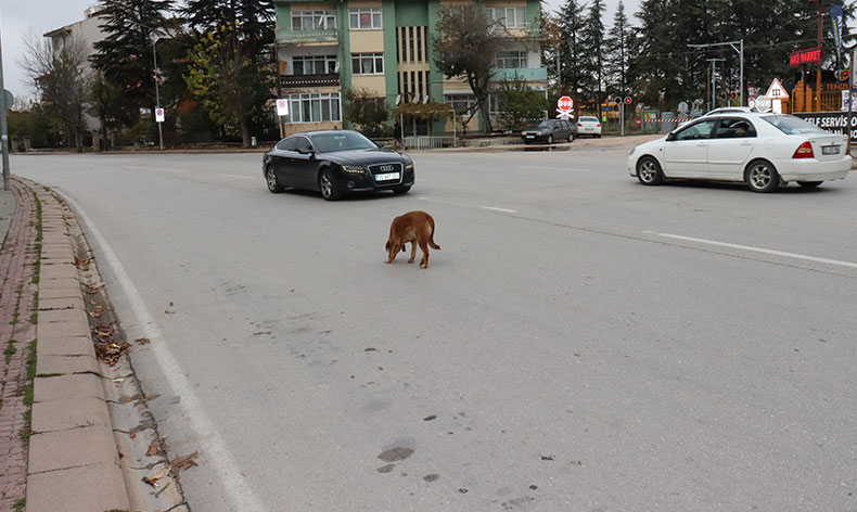 Yol ortasındaki köpek sürücülere zor anlar yaşattı