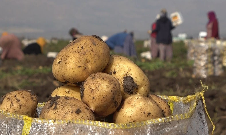 Muşlu kadınların patates hasadı mesaisi