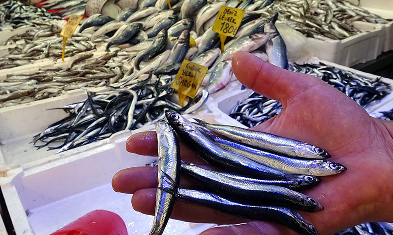 Bollaşan hamsinin fiyatı ucuzladı