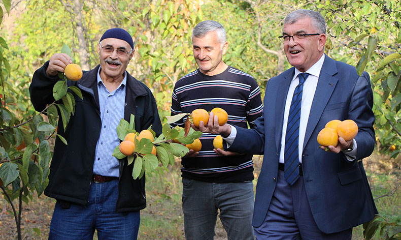 Amasyalıların ‘Sarı altını’