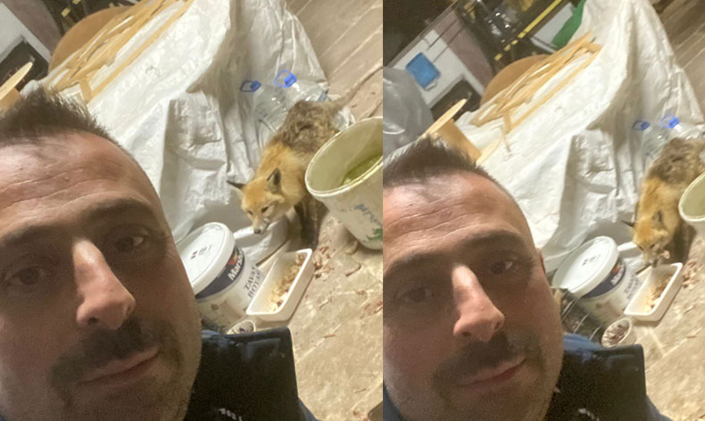 Bahçeye gelen tilkiyi elleriyle besledi