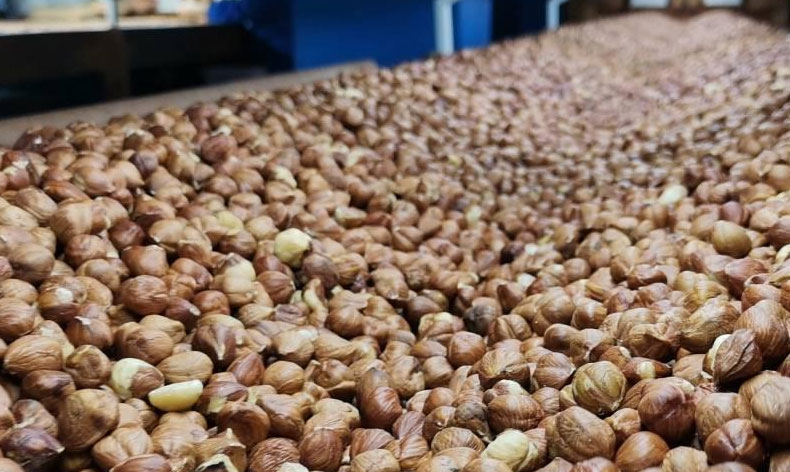 Fındık ihracatından 356 milyon döviz girdisi