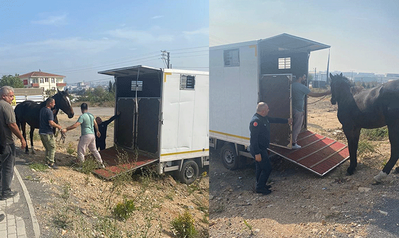 Başıboş at Tekirdağ’a gönderildi