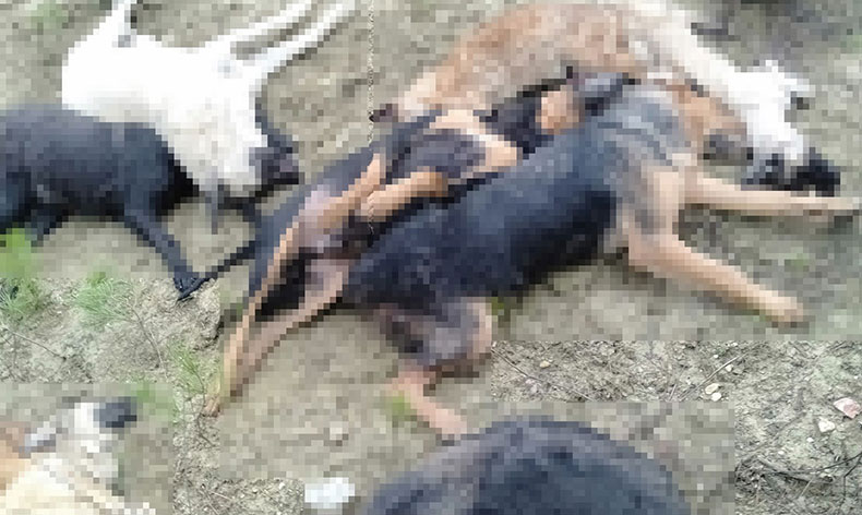 Bilecik’te köpek katliamı