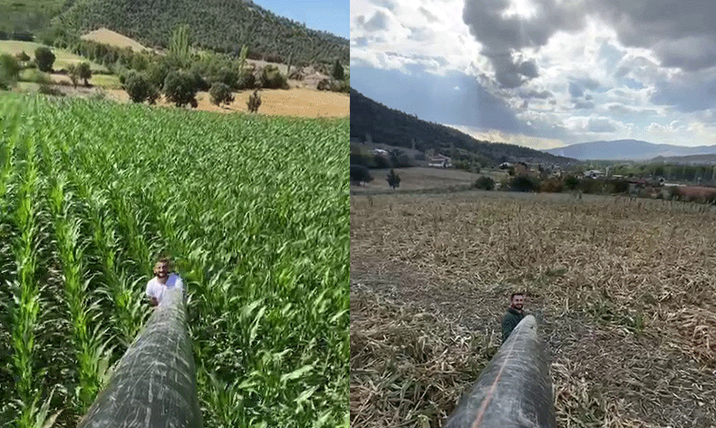 Domuzlar üreticiyi perişan etti