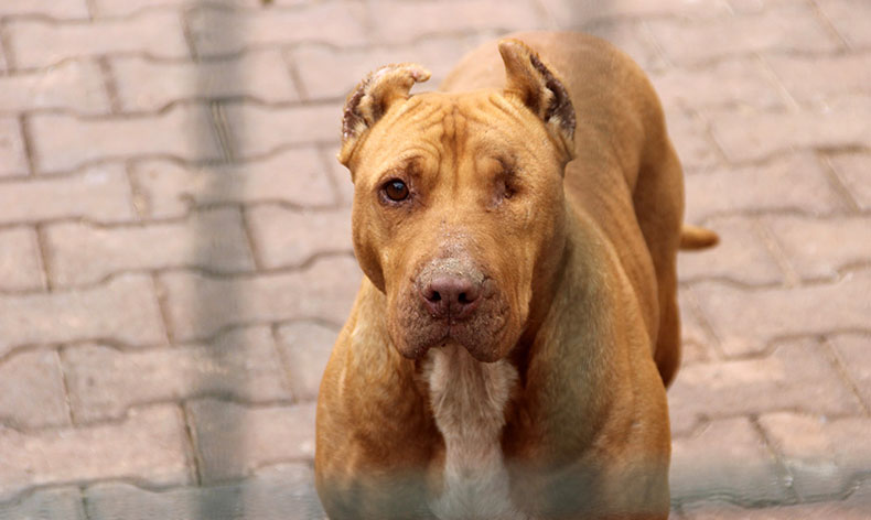 “Hareketsiz kalmak köpek saldırılarını önleyebilir”