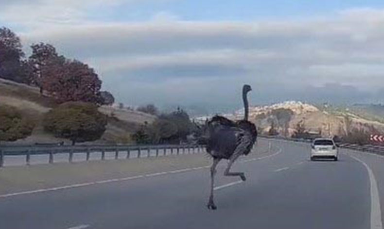 Kara yolunda deve kuşu paniği
