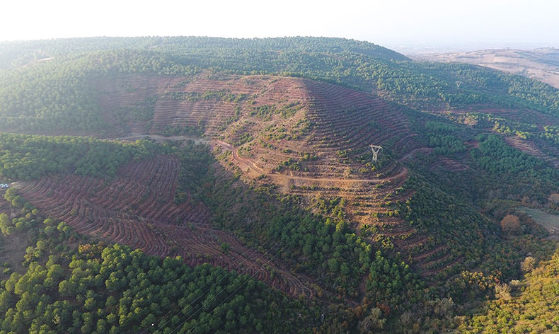 261 dekarlık yeni bal ormanı