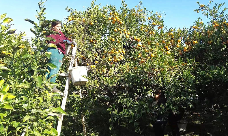Hataylı mandalina üreticisine Nilüfer desteği