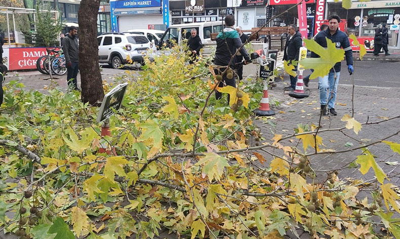 Bingöl’de ağaçlar budanıyor