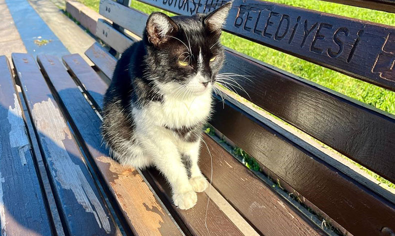 İğne yutan kedi hayati tehlikede
