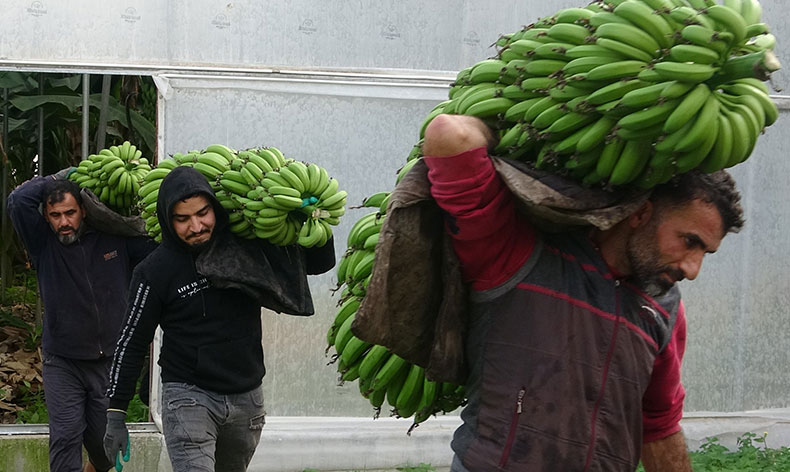 Muzda hasat sezonu başladı