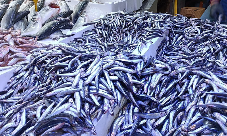 Kilosu 25 TL’ye düşen hamsi kapış kapış gitti