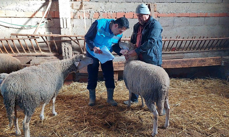 Koyun, keçi sayımı ve buzağı küpeleme çalışmaları