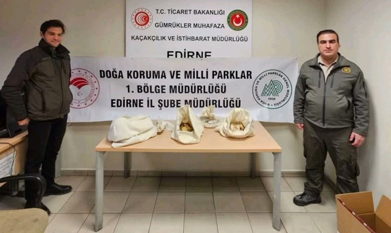 Türkiye’ye 33 tehlikeli piton soktu