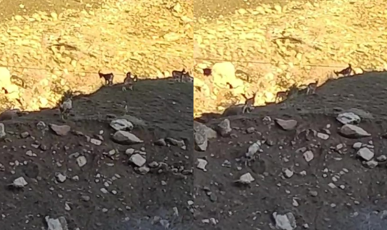 Sürü halinde dağ keçisi görüntülendi