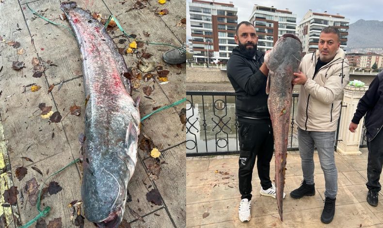 1,5 metrelik yayın balığı yakalandı