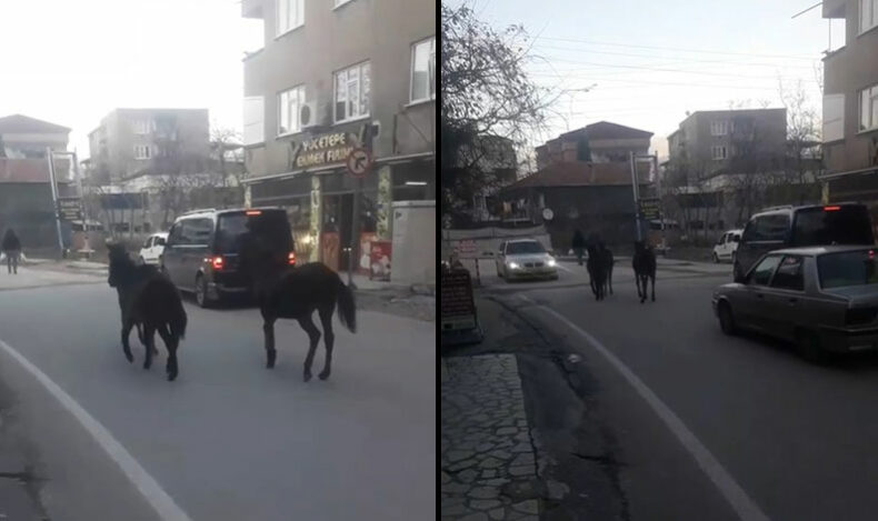Bursa’da başıboş atlar trafiğe çıktı