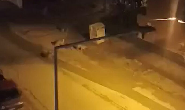 Başıboş köpekler korku dolu anlar yaşattı