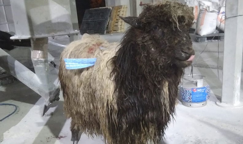 Trabzon’un Araklı ilçesinde kurt dehşeti