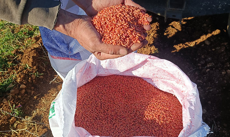 Mardin Ovası’nda buğday ekimi başladı