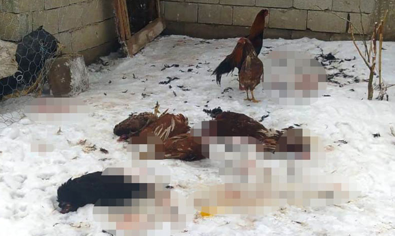 Başıboş köpekler kümes hayvanlarını telef etti