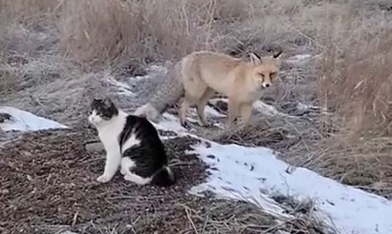 Erzurum’da tilkiler mahallelere dadandı