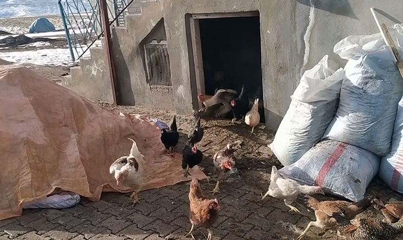Kurnaz tilki bu kez yakayı ele verdi