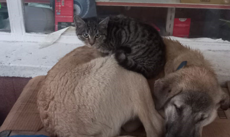 Kedi ‘en olmadık yerde’ ısınmaya çalıştı