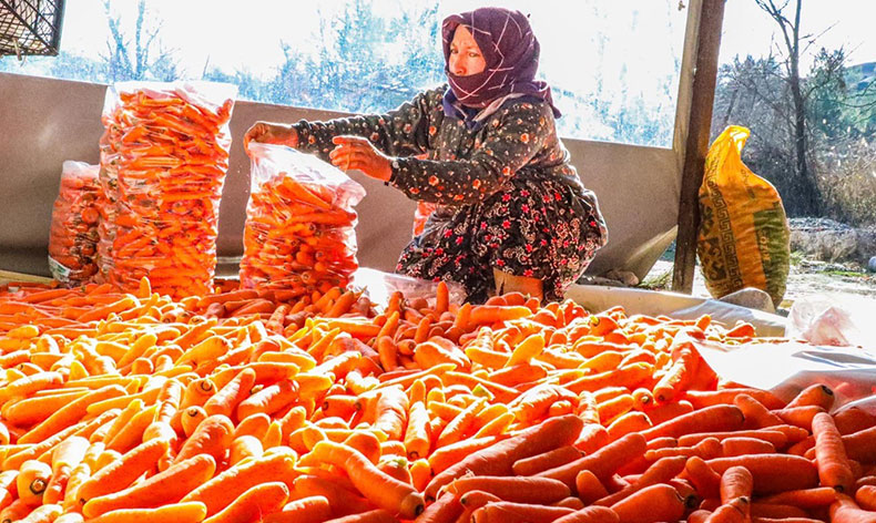 Denizli’nin Çakır havucunda hasat başladı