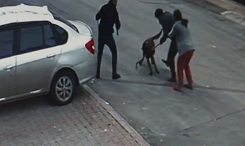 Tasmalı köpek dehşet saçtı