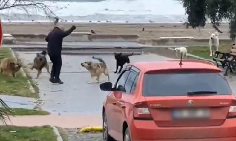 Köpeklerin vatandaşa saldırma anı kamerada