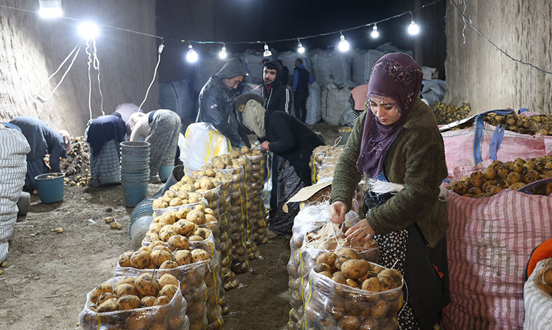 Türkiye’nin patates ihtiyacı Kapadokya’dan