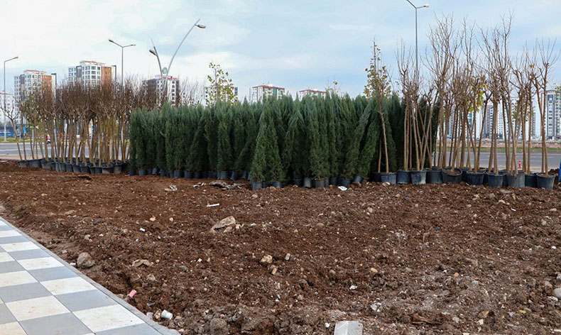 Mezopotamya Yeşil Kuşakta bin 800 ağaç ve 6 bin çalı dikilecek